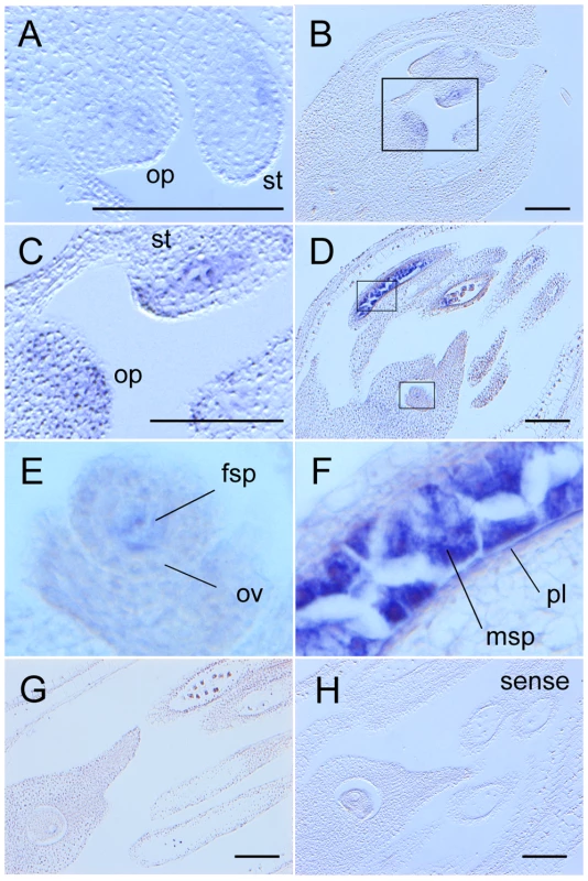 <i>MEL2</i> mRNA was expressed in male and female germline and parietal cells before meiosis.