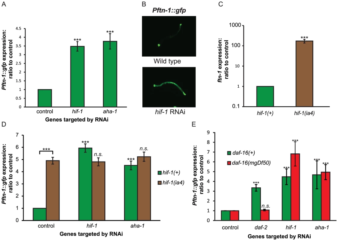 HIF signaling regulates <i>ftn-1</i> expression.