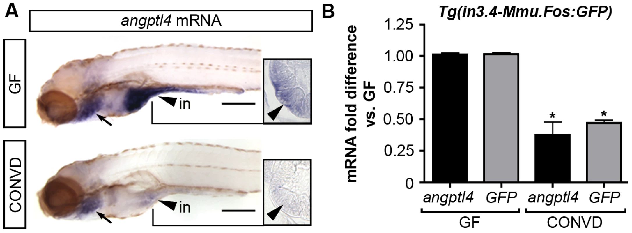 The intestinal module in3.4 recapitulates microbial suppression of <i>angptl4</i>.