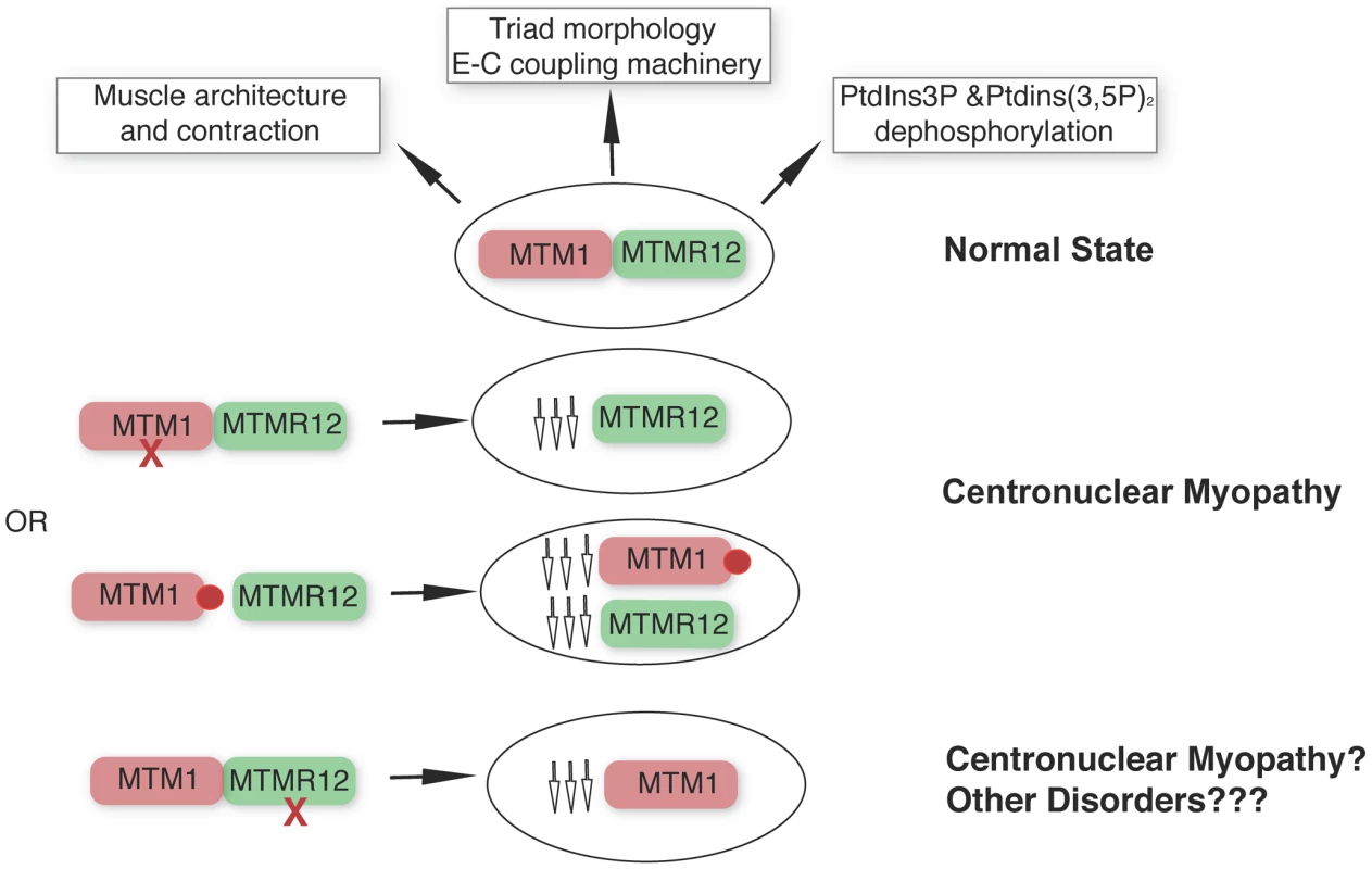 MTM1-MTMR12 interactions in normal and disease states.