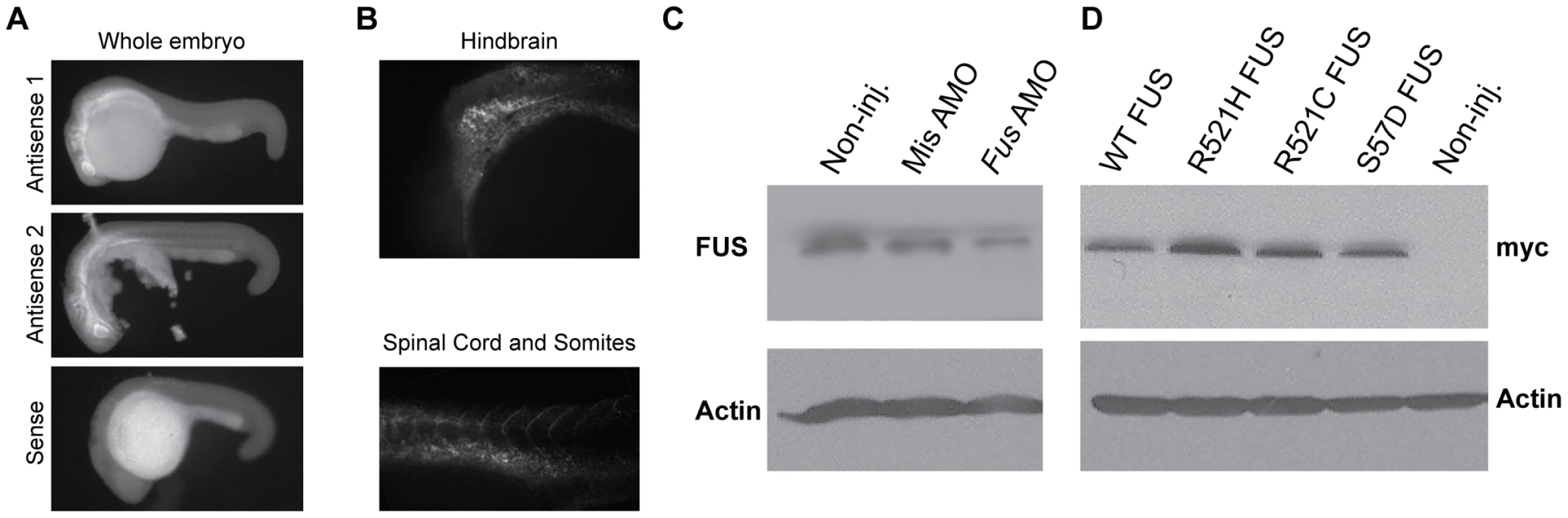 <i>Fus</i> mRNA expression in early development of zebrafish and Fus levels are reduced upon KD with a specific AMO.