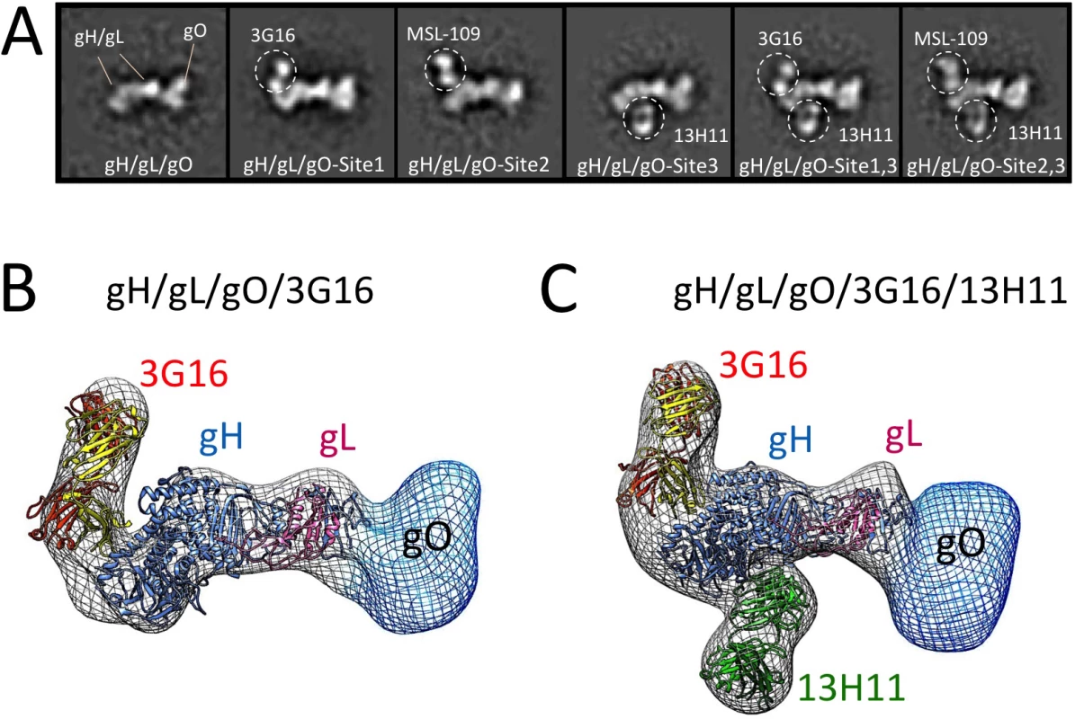 Epitope mapping of gH/gL-specific neutralizing antibodies by EM.
