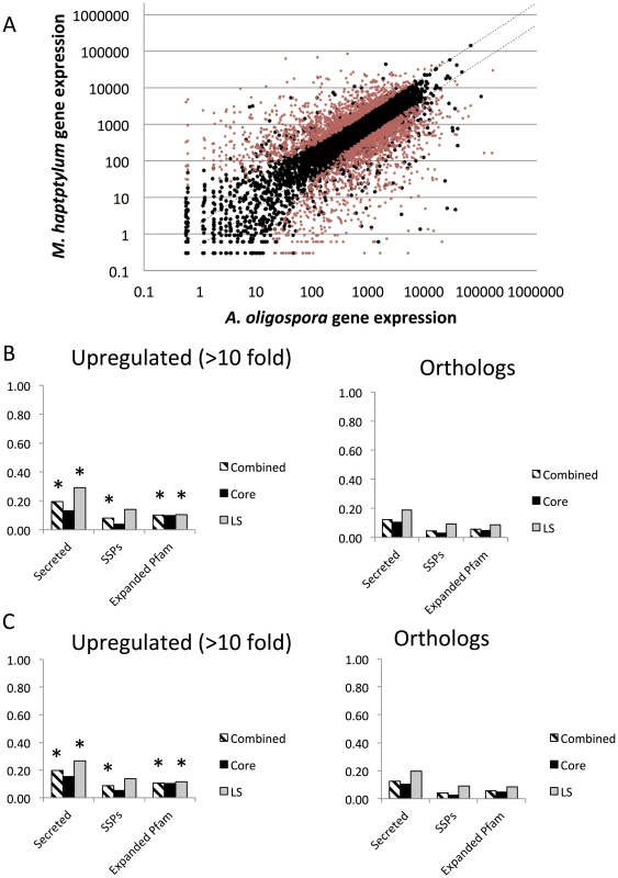 Comparison of gene expression in <i>M. haptotylum</i> and <i>A. oligospora</i> during infection of the nematode <i>C. briggsae</i>.