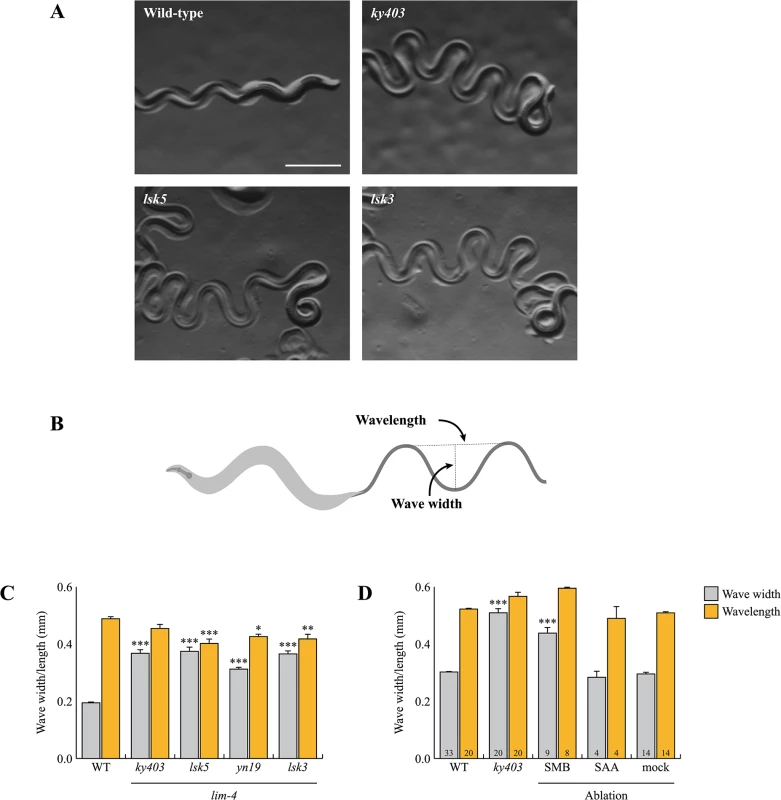 <i>lim-4</i> mutant animals moved in a coiled or loopy fashion due to the functional defects of the SMB neurons.
