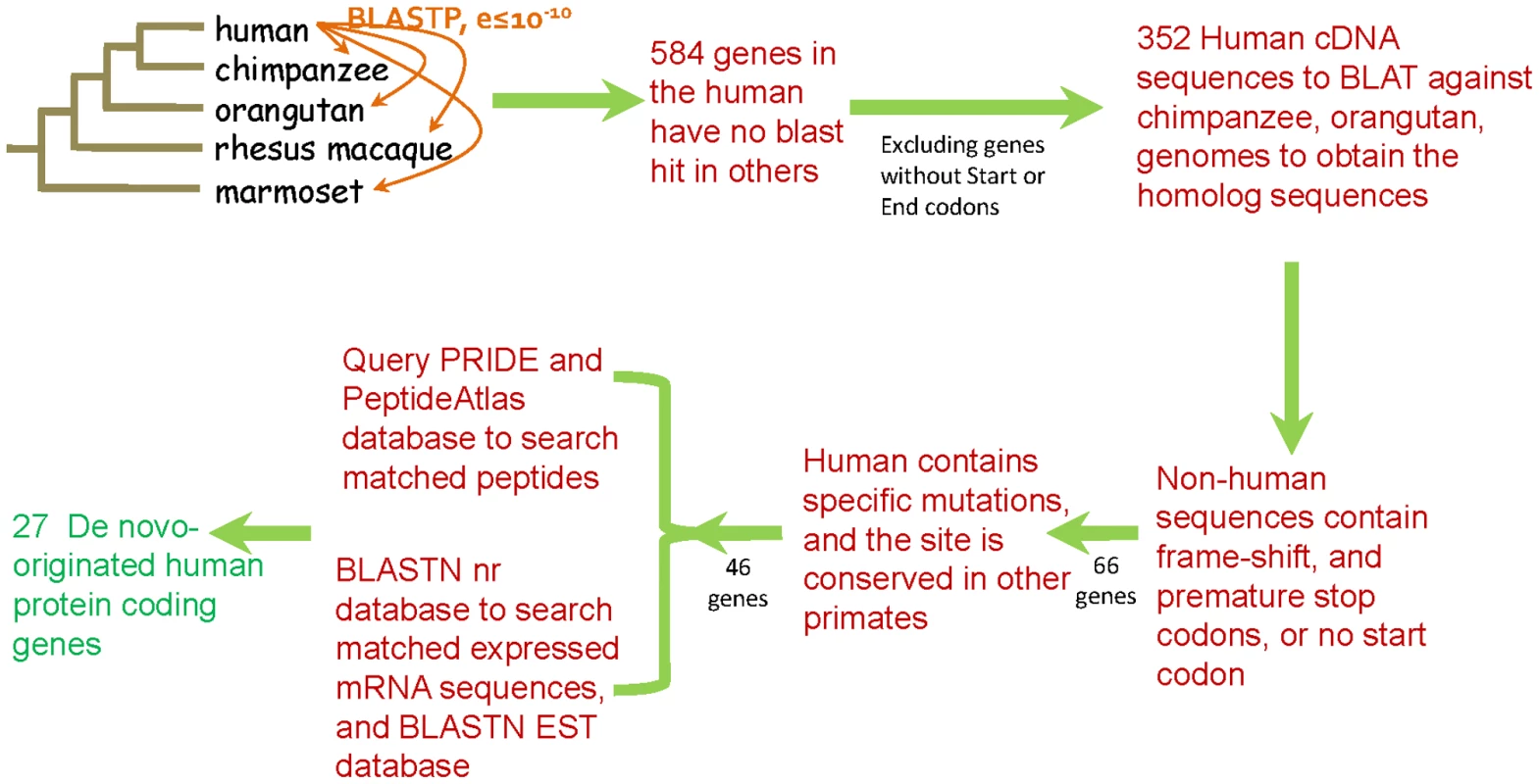 Pipeline for the identification of de novo originated protein-coding genes in the human genome.