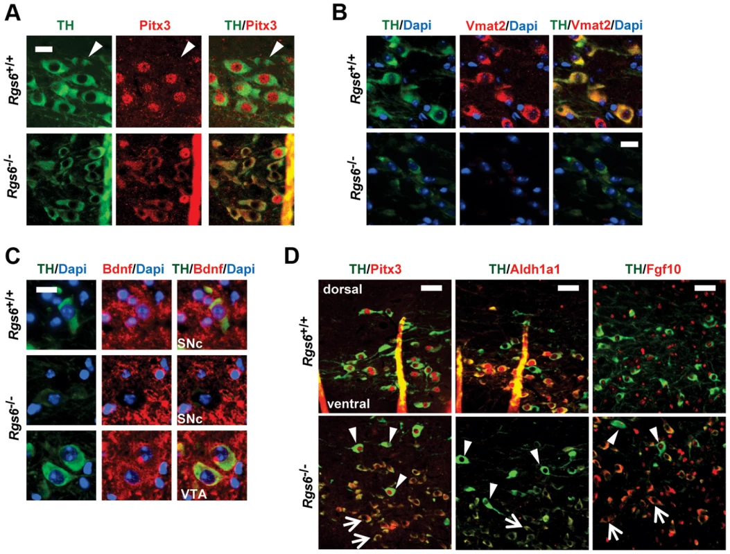 Reduced expression of Pitx3 and its target genes in degenerating neurons.