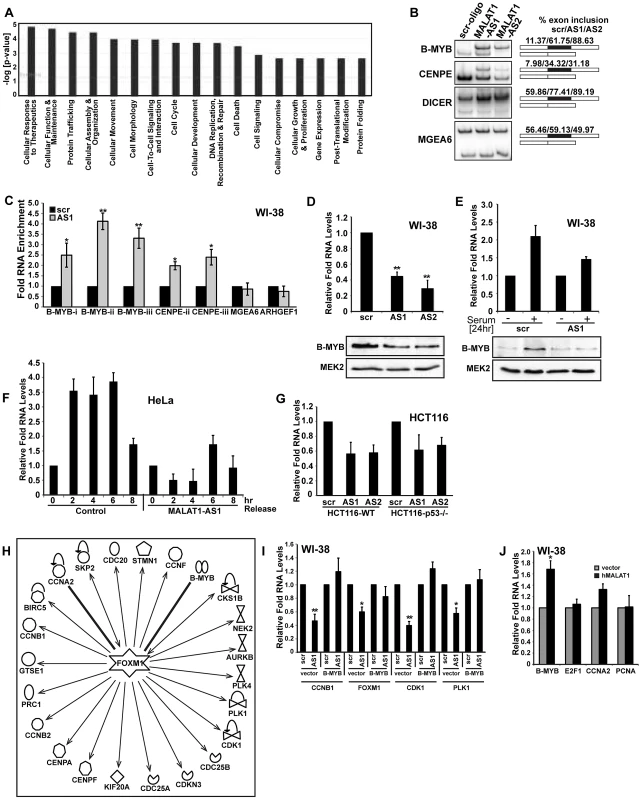 MALAT1 regulates mitotic gene expression by controlling the levels of B-MYB.