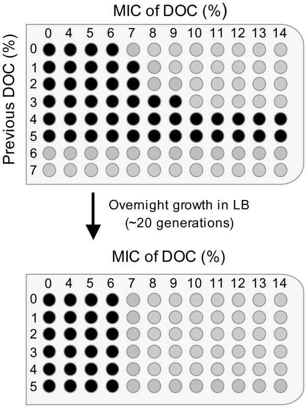 Minimal inhibitory concentrations (MICs) of sodium deoxycholate (DOC) for &lt;i&gt;Salmonella&lt;/i&gt; cultures pre-exposed to various concentrations of DOC, and MICs for the same cultures after overnight growth in LB.