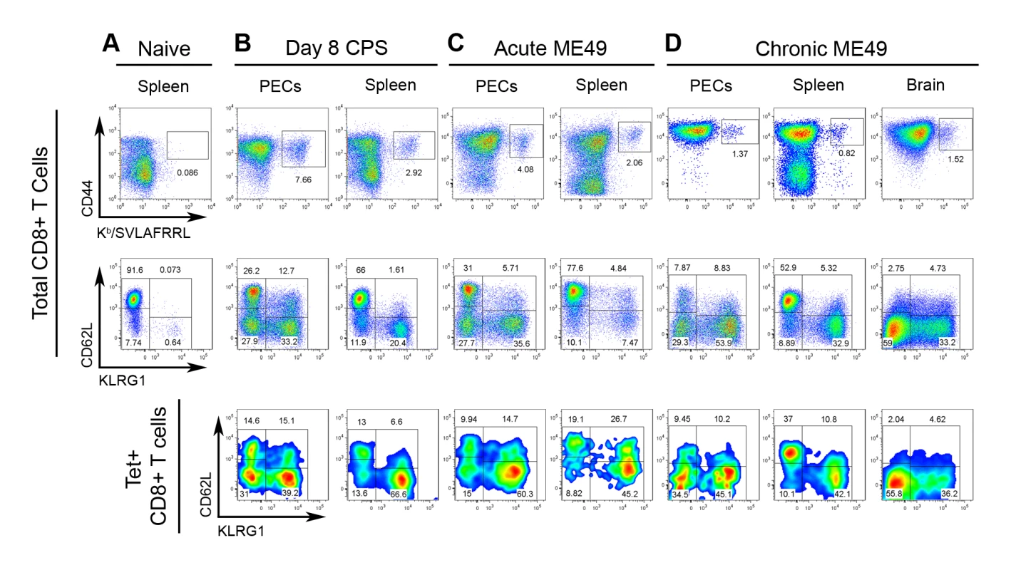 Tgd057-specific CTLs are induced by CPS vaccination and natural ME49 infection.