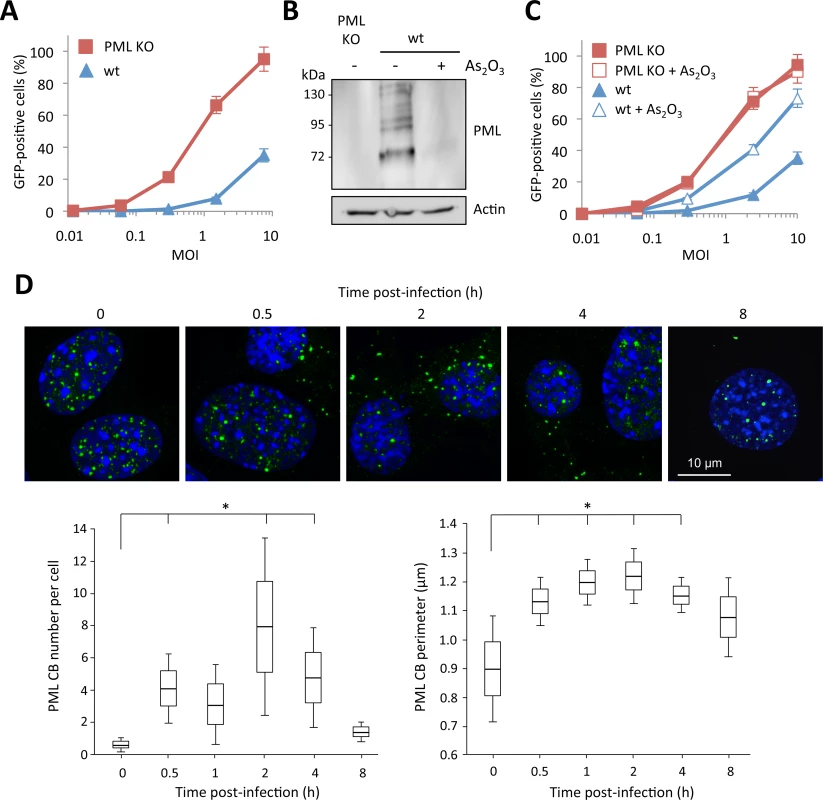 Role of murine PML in HIV-1 transduction.