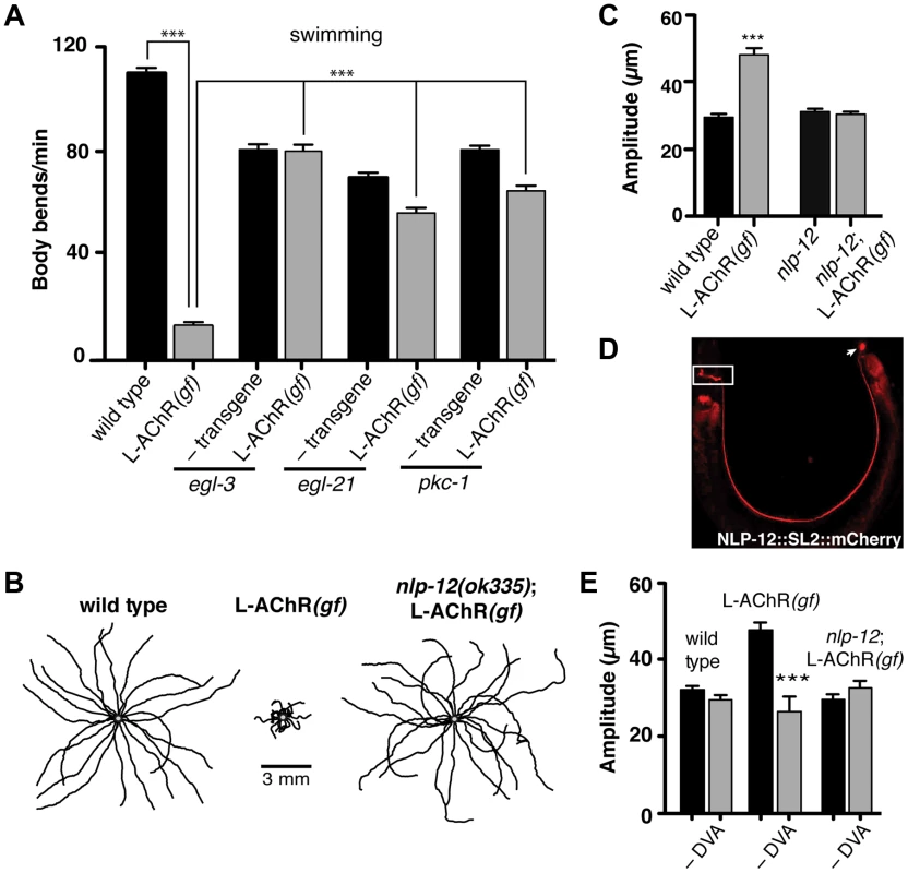 Locomotory phenotypes associated with L-AChR<i>(gf)</i> expression require neuropeptide signaling.
