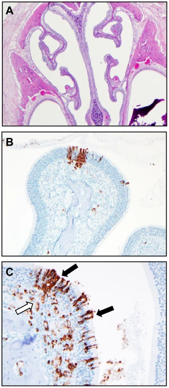 Histological analysis of the upper respiratory tract of Andes virus infected hamsters.