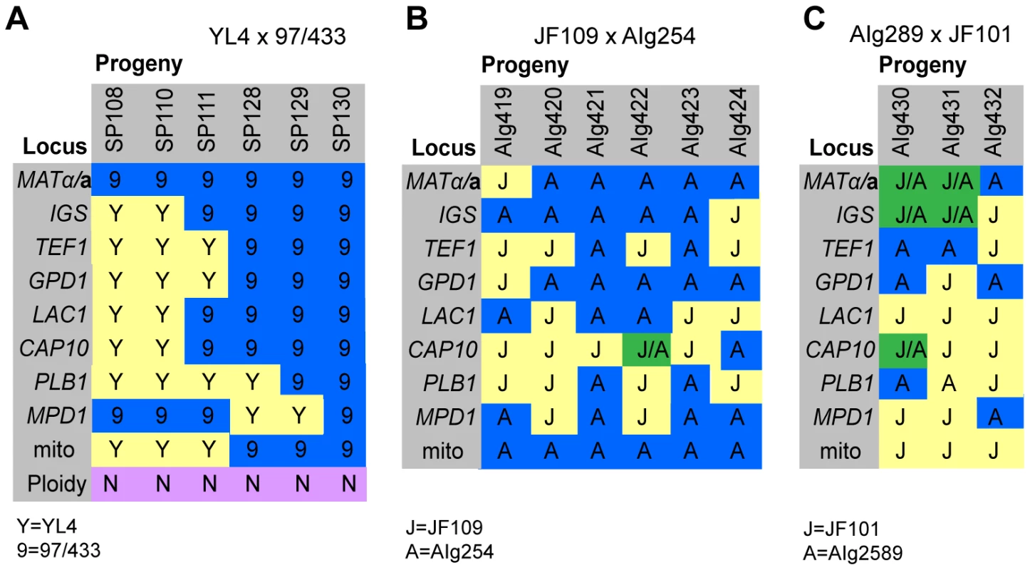 Molecular characterisation of progeny from marked outgroup crosses.