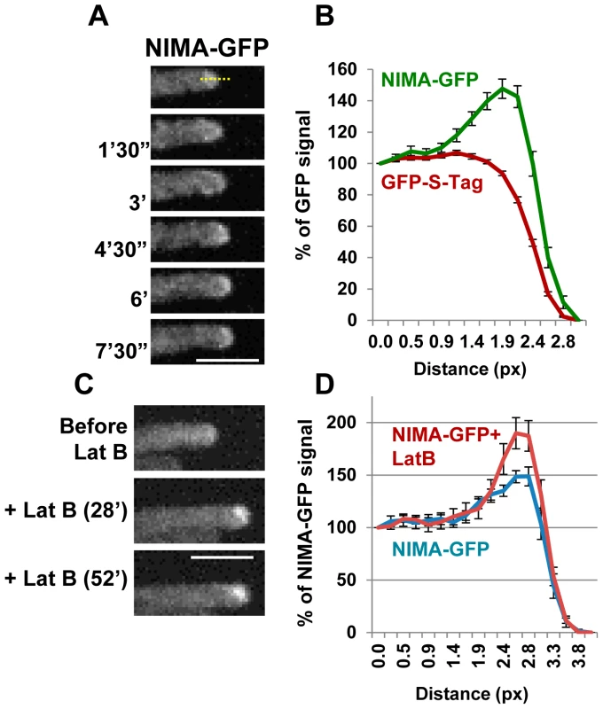 The NIMA kinase localizes to growing cell tips.