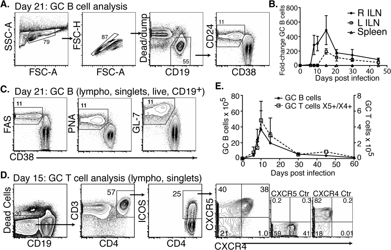 CD4 T<sub>FH</sub> and GC B cells develop after <i>Bb</i> infection but responses are short-lived.