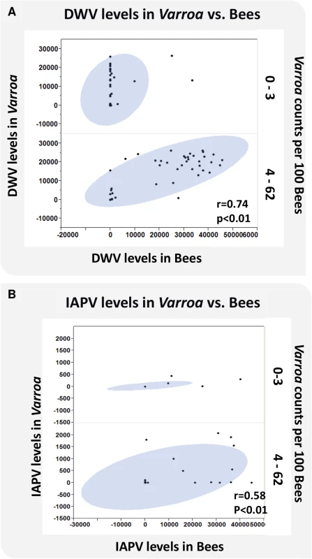 Virus levels of DWV and IAPV in bees and <i>Varroa</i> and the correlation to <i>Varroa</i> counts.