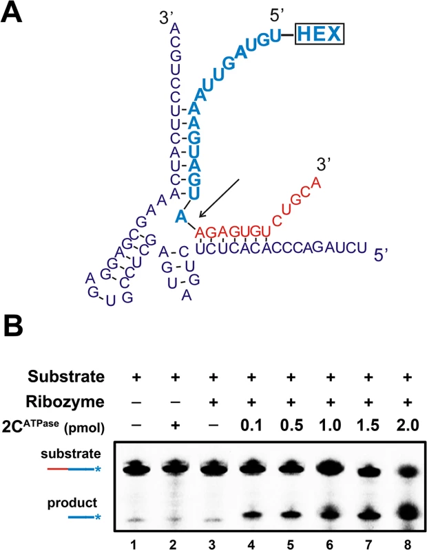 2C<sup>ATPase</sup> enhances hammerhead ribozyme activity.