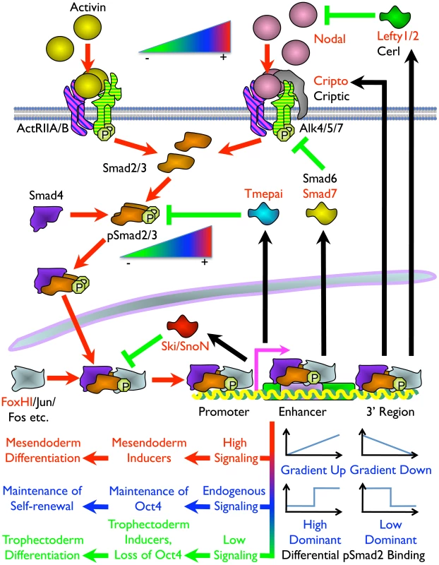Model of the Mechanism of ES Cell Fate Decisions Directed by Graded Nodal/Activin Signaling.