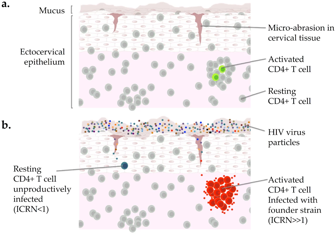 Heterogeneity among CD4+ T cells in the genital mucosa and the HIV founder strain.