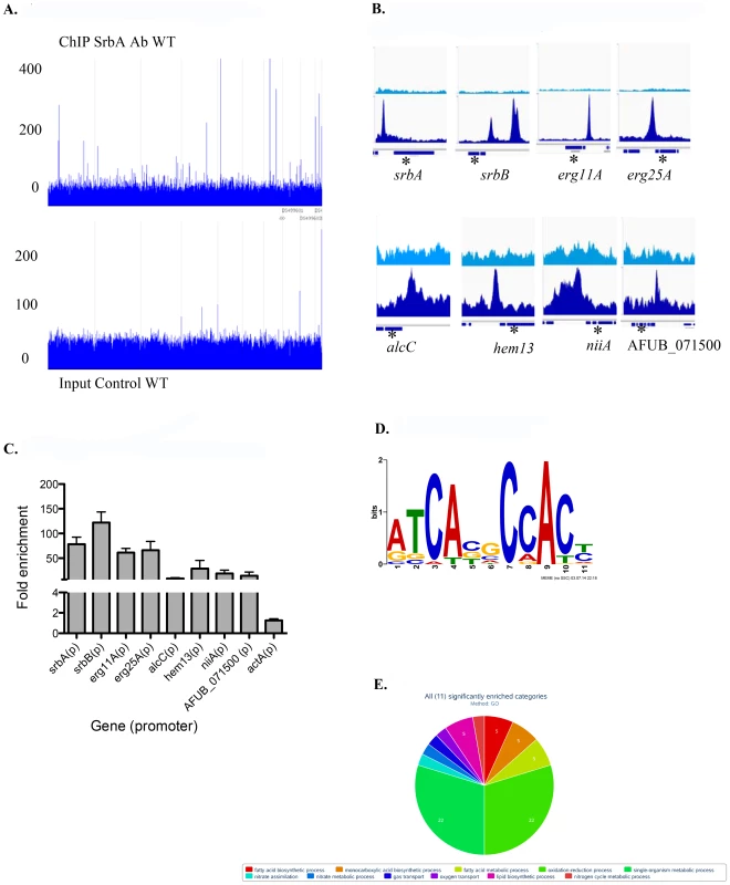 Genome wide ChIP-seq Analysis Identifies Direct Transcriptional Targets of SrbA in Hypoxic Conditions.