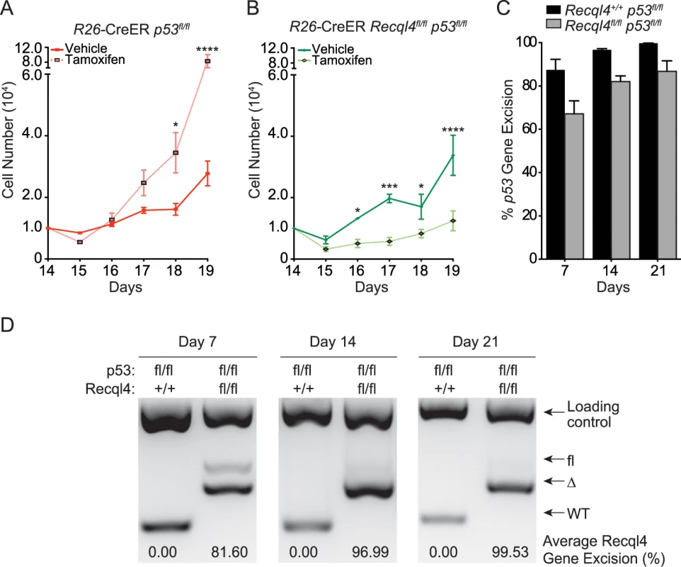 Concurrent loss of p53 does not modify the Recql4 phenotype.