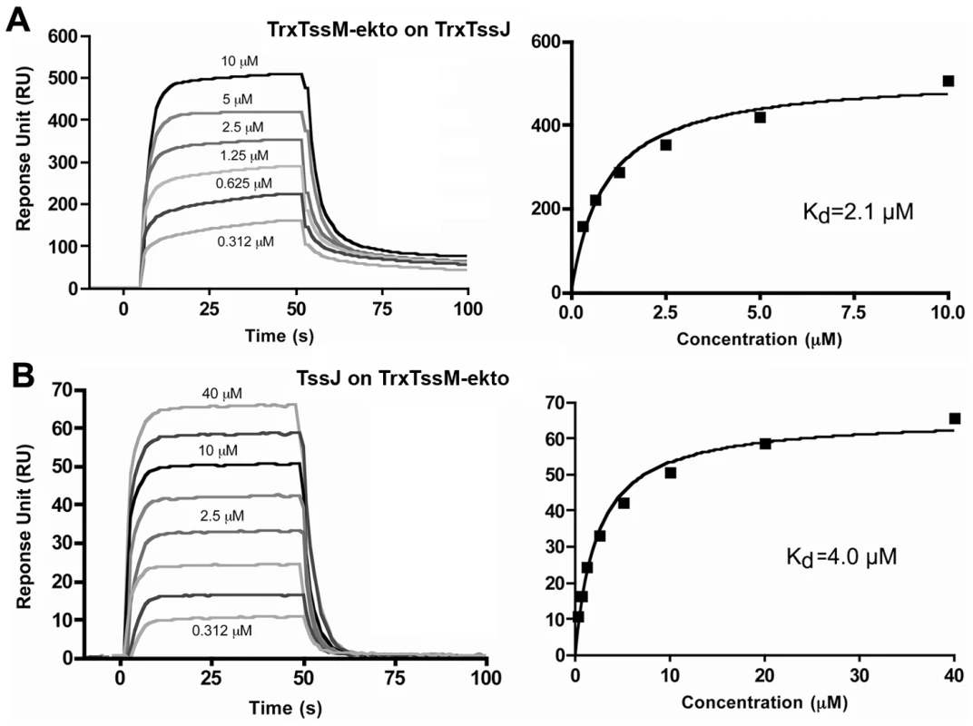 Measure of the interaction between TssM-ekto and TssJ by Surface Plasmon Resonance.