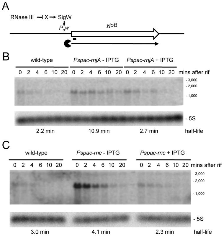 Degradation of the <i>yjoB</i> mRNA depends on RNase J1 while its transcription is dependent on RNase III.