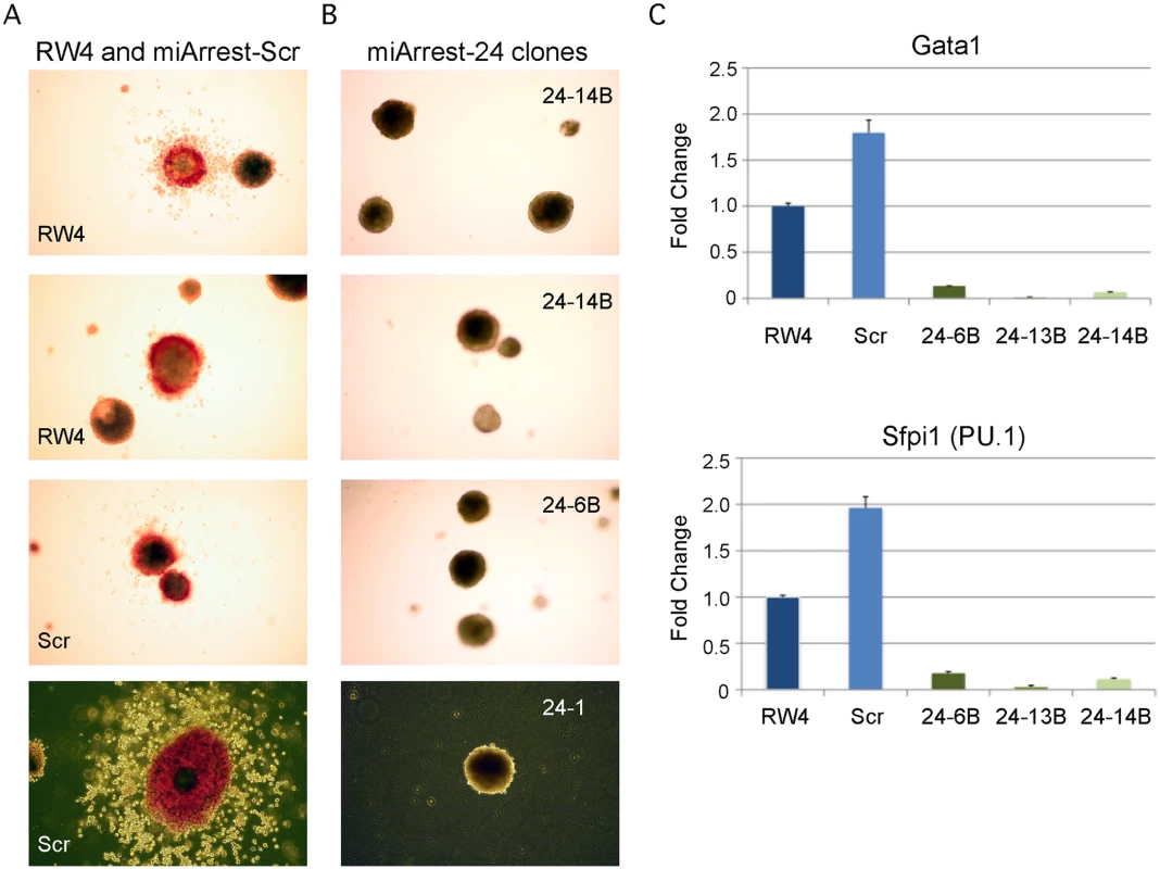 MiR-24 is required for blood development from mouse embryonic stem cells.
