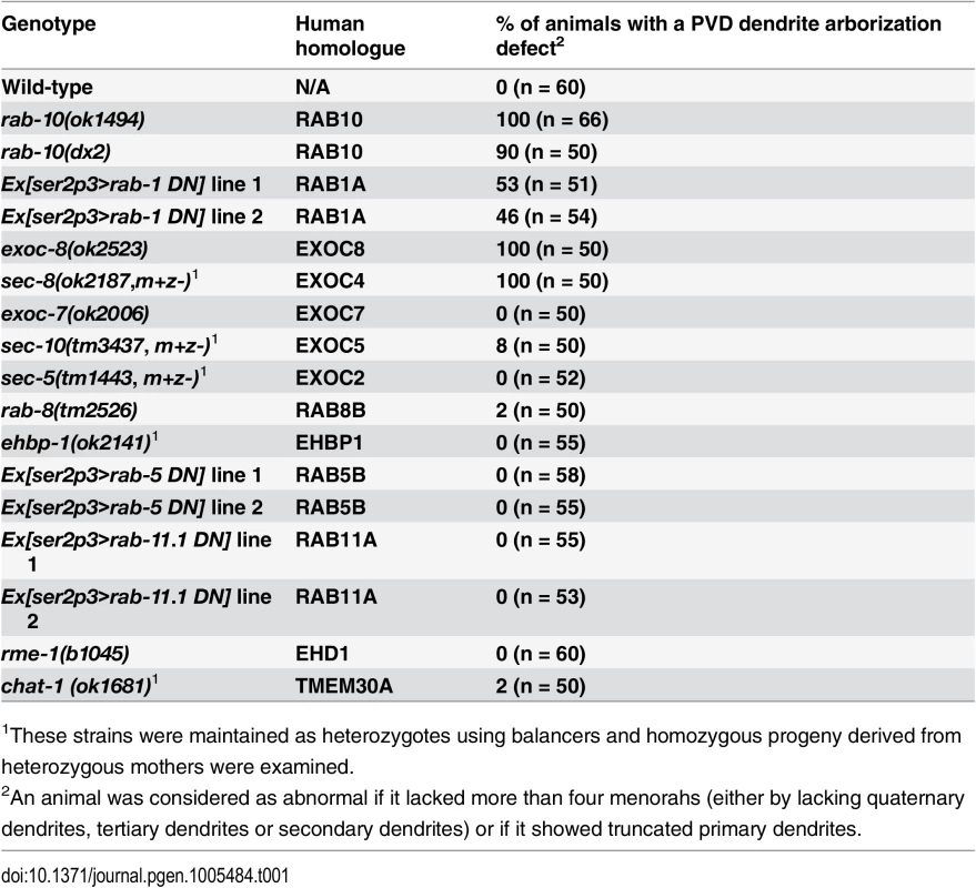 PVD dendrite morphogenesis is defective in <i>rab-10</i>, <i>rab-1</i> and exocyst mutants.
