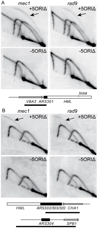 Activity of dormant origins on full-length 5ORIΔ chromosome in <i>mec1</i> and <i>rad9</i> mutants.