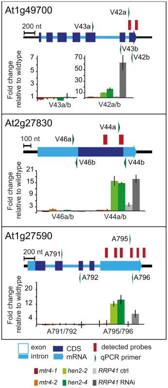 <i>hen2</i> mutants accumulate short transcripts derived from mRNA genes.