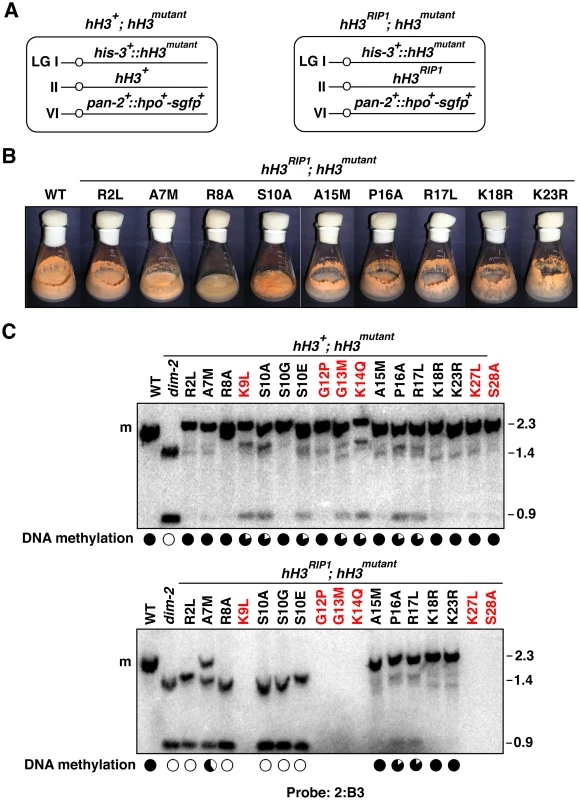 Substitutions in the H3 tail can cause recessive or semi-dominant loss of DNA methylation.