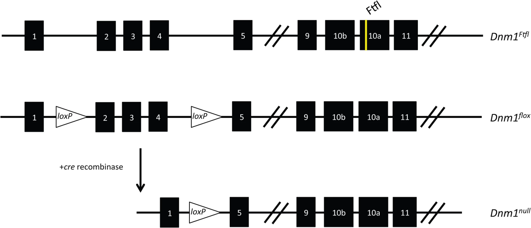 Schematic of the <i>Dnm1</i> transcript and the conditional EE genotype strategy.