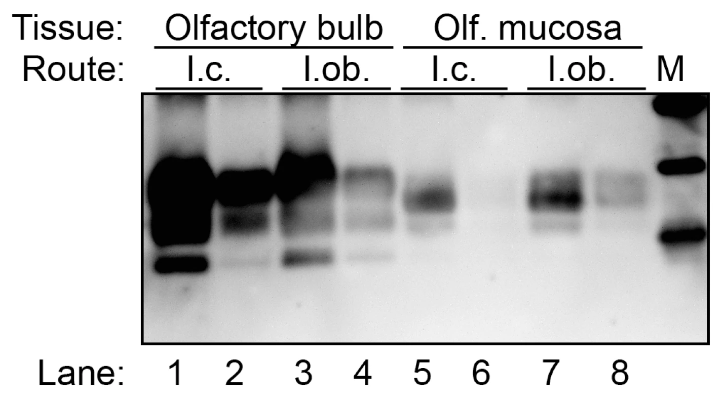 Western blot for PrP<sup>Sc</sup> in olfactory bulb and olfactory mucosa following HY TME infection of hamsters.