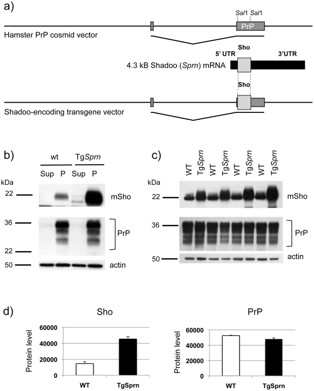 Tg<i>Sprn</i> transgenic mice and transgene-encoded Sho protein.