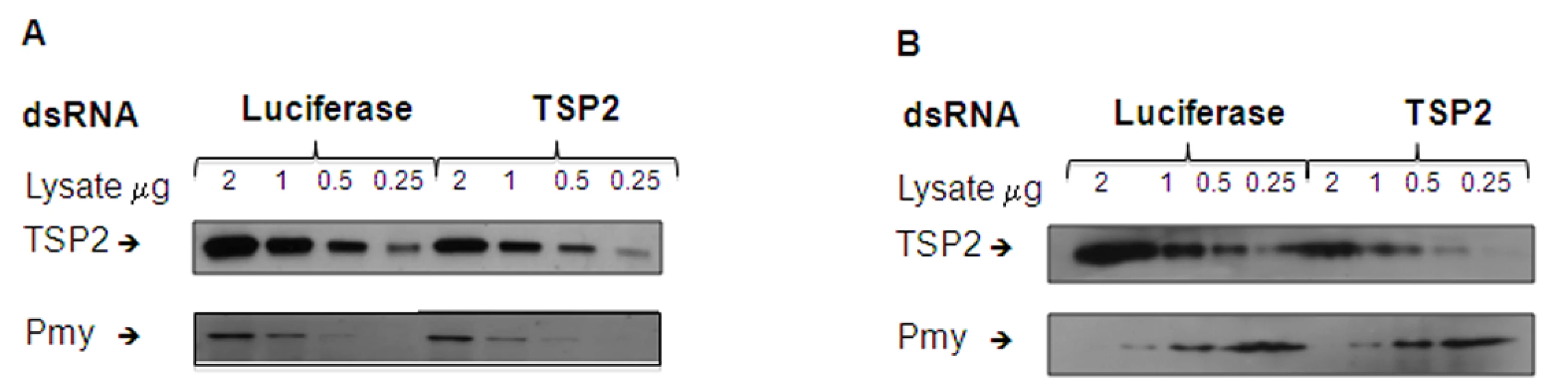 Protein expression levels of parasites treated with <i>Sm-tsp-2</i> dsRNA.