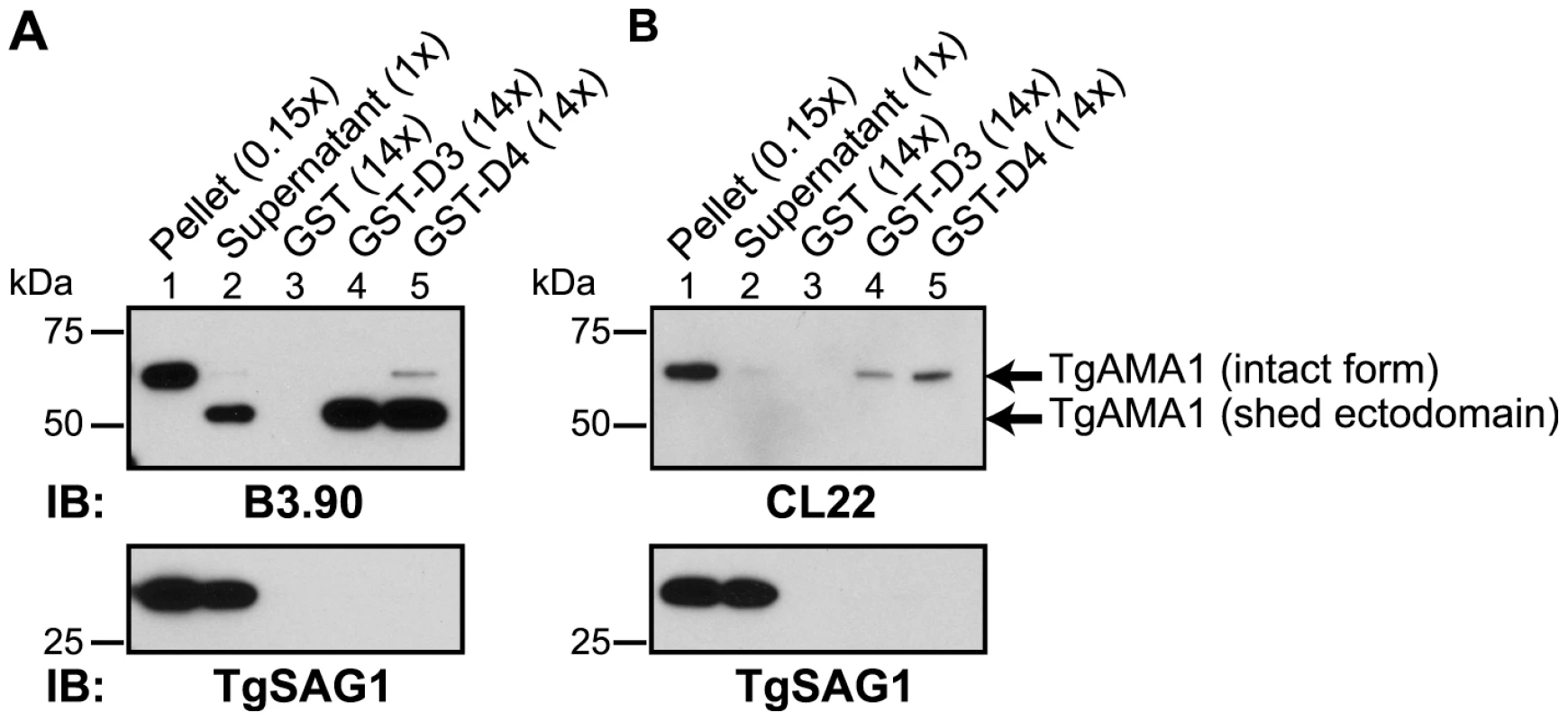 TgRON2 fusions GST-D3 and GST-D4 independently and specifically interact with the shed ectodomain of TgAMA1.