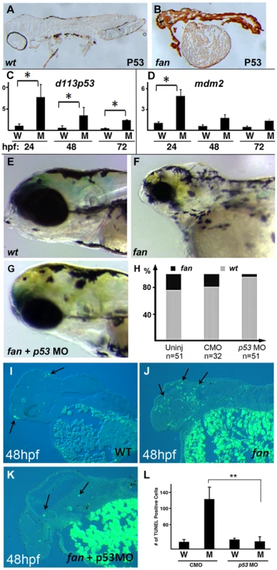 Inhibition of p53 signaling can partially rescue <i>fan</i> mutant craniofacial defects.