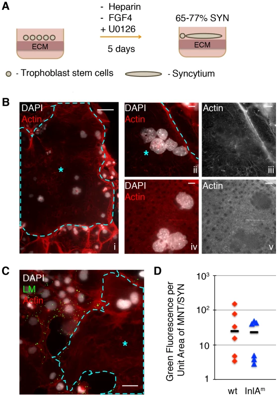 Syncytiotrophoblasts (SYN) derived from murine trophoblast stem cells (TSC) resist direct invasion by <i>L. monocytogenes</i> (LM).