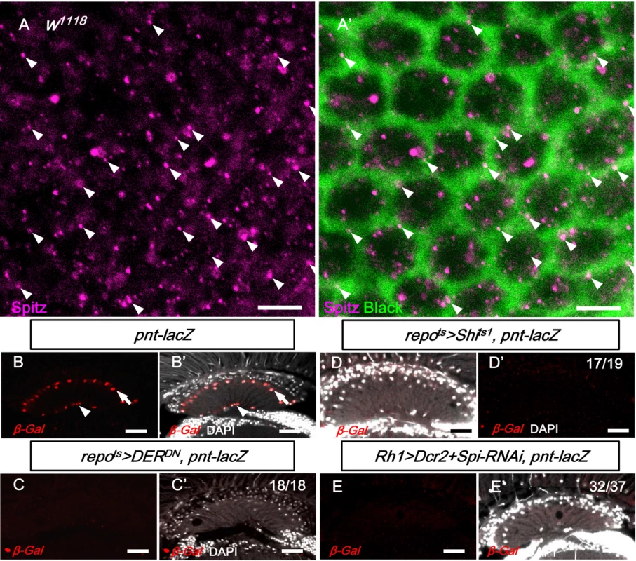 EGFR signaling in the lamina glia is dependent on Spitz from the R1-6 photoreceptors.