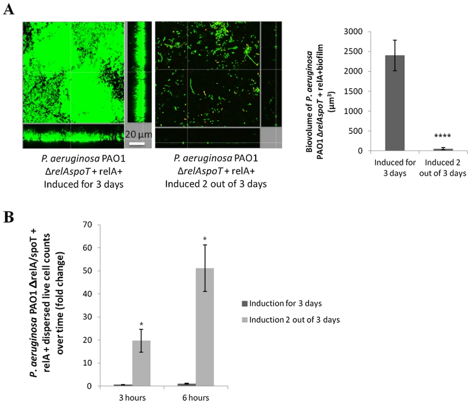 Modulation of <i>relA</i> expression impacts on biofilm development.
