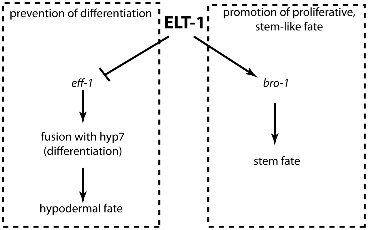 ELT-1 maintains the seam stem cell-like fate by promoting cell proliferation and preventing inappropriate differentiation.