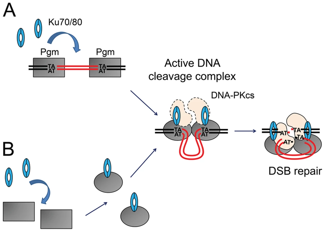 Models for the assembly of an active DNA cleavage complex.