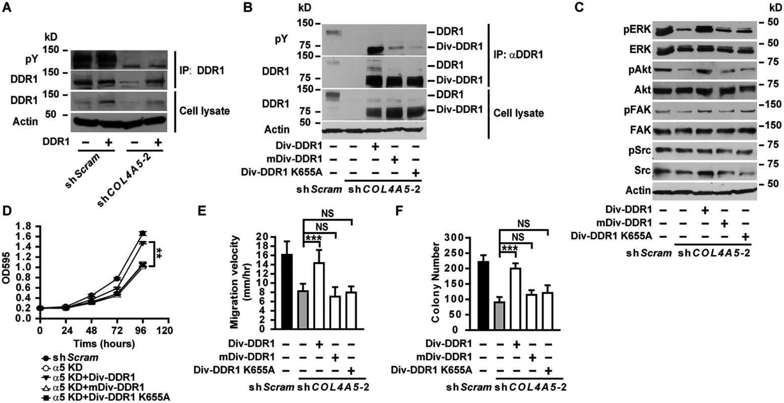Constitutively active DDR1 rescued the defects of α5(IV)-deficient lung cancer cells.