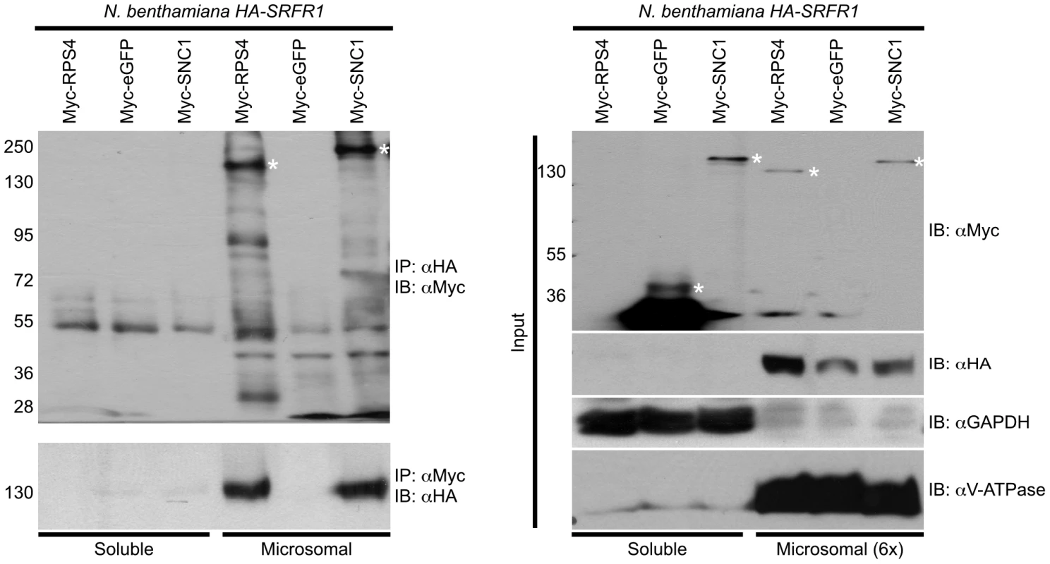 SRFR1 interacts with RPS4 and SNC1 in the microsomal fraction.