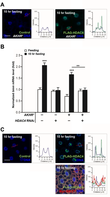 HDAC4 accumulated in the nuclei of the fat body cells in AKHR mutants under prolonged fasting.