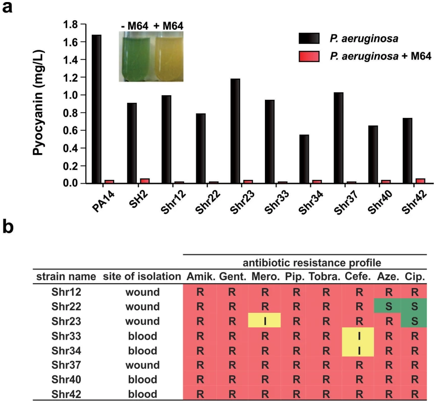 M64 reduces pyocyanin production in <i>P. aeruginosa</i> clinical multi-drug resistant strains.