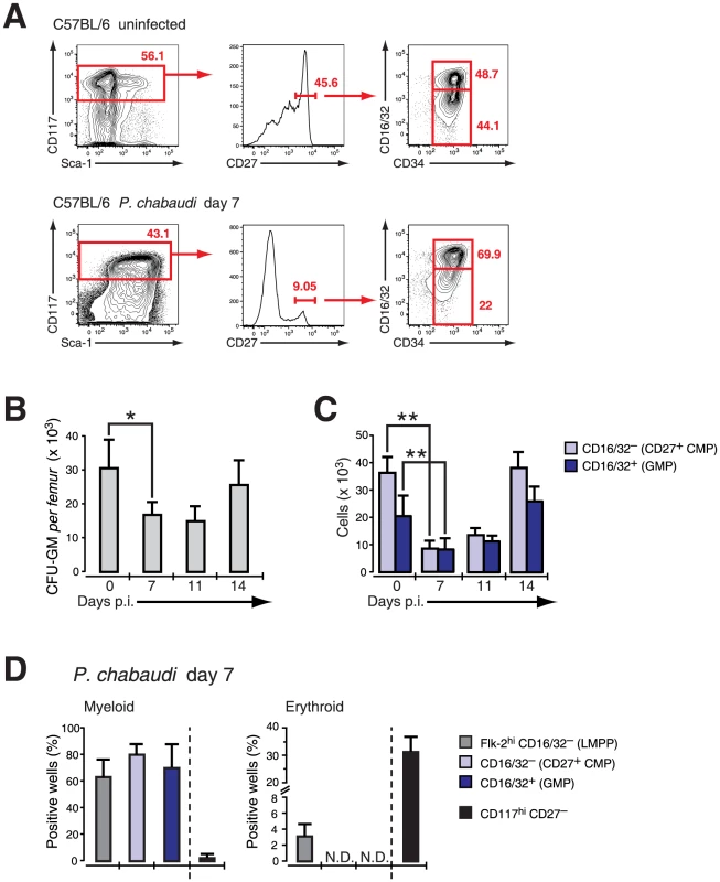 Effect of acute infection with <i>P. chabaudi</i> on myeloid progenitor cells in the bone marrow.