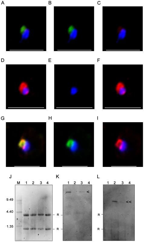 Nuclear transcripts of <i>PFD1235w</i> and <i>PF11_0008</i> in single erythrocytes.