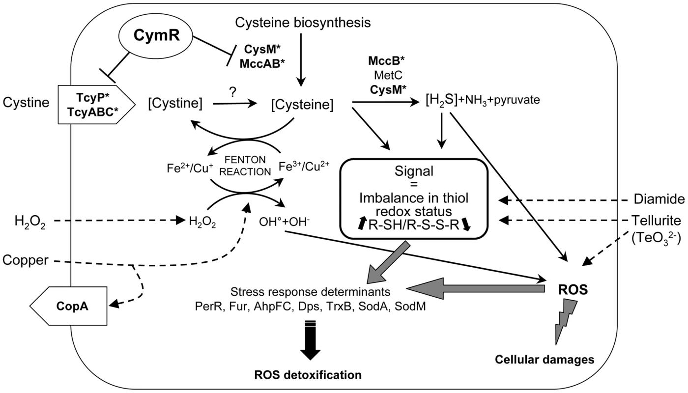 Proposed model for the role of CymR in the stress response in <i>S. aureus</i>.